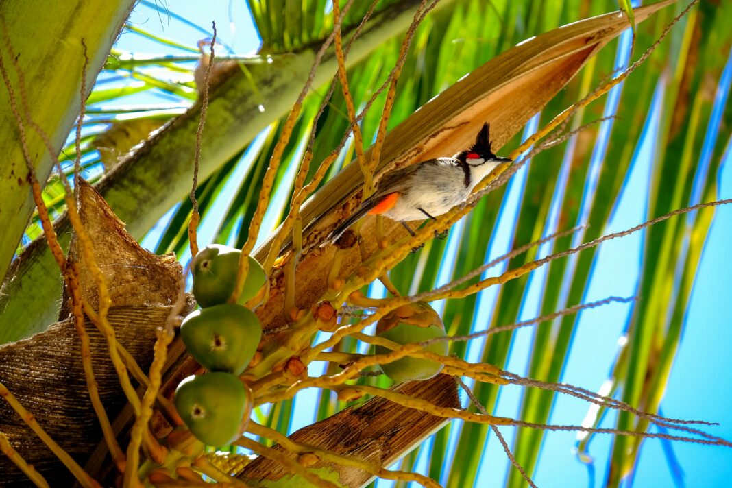 mauritius Tętniący życiem Bulbul z czerwonymi wąsami, siedzący wśród kokosów na palmie na Mauritiusie.