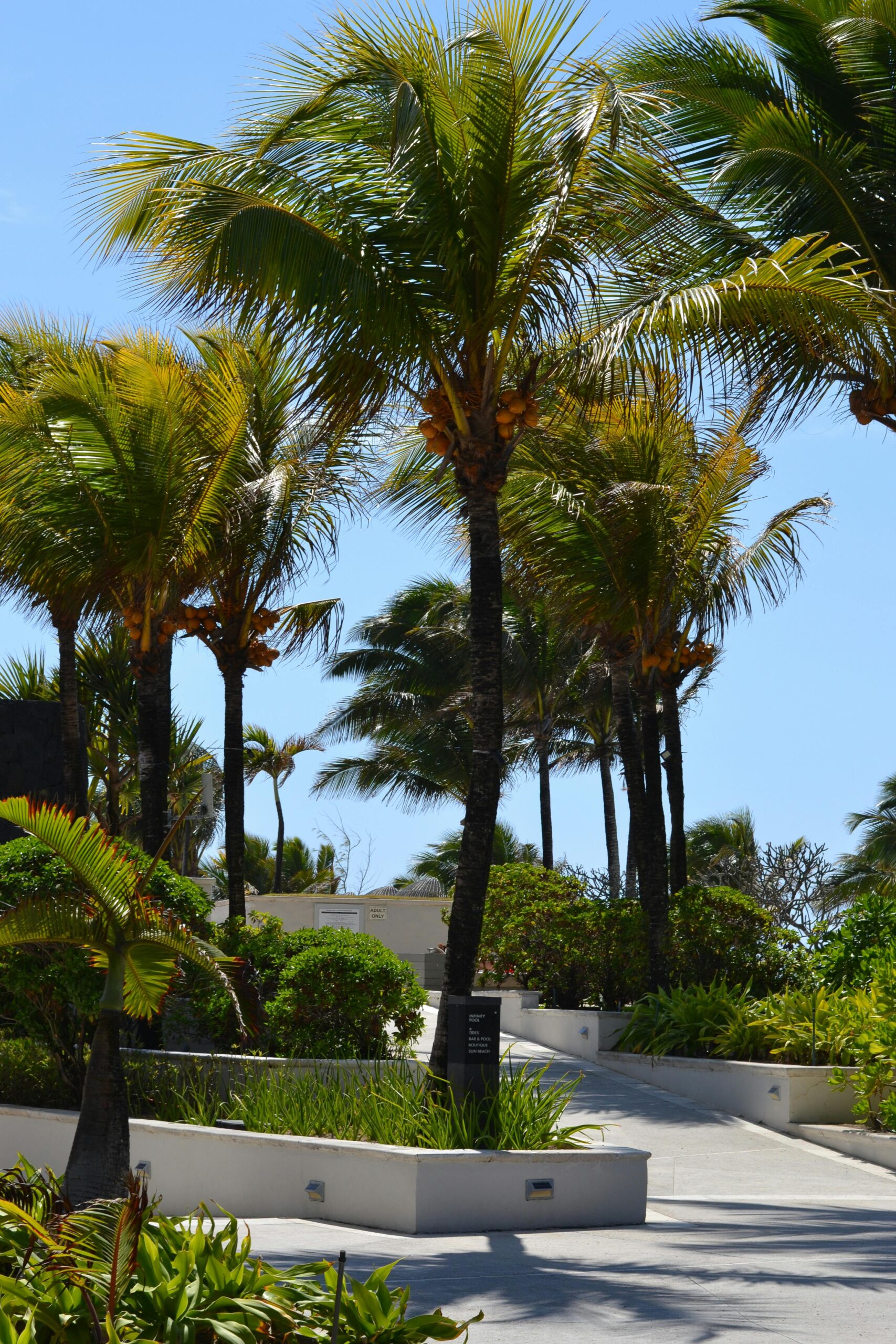 Malownicza tropikalna ścieżka wyłożona palmami w słoneczny dzień.