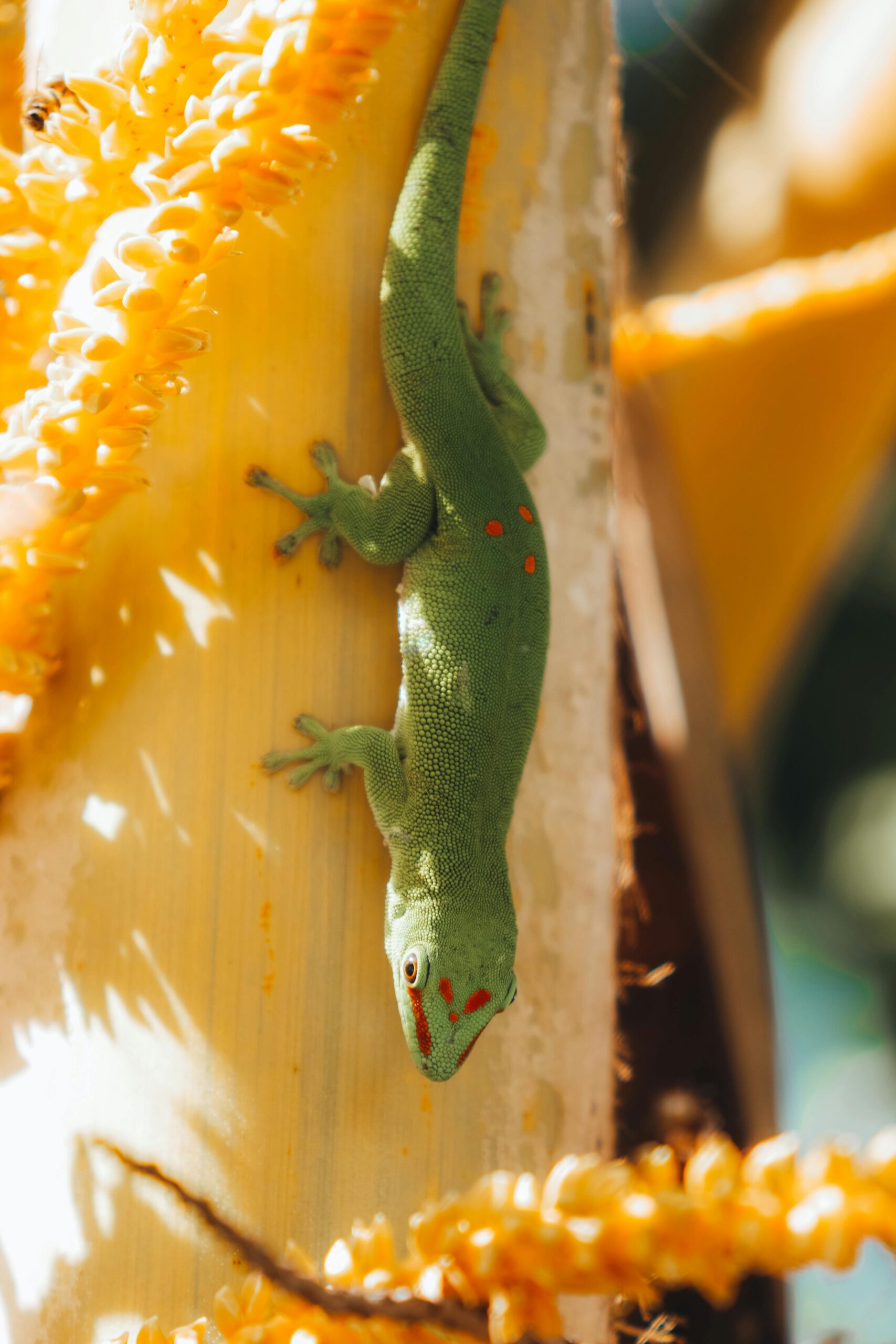 Żywy gekon maurytyjski (Phelsuma ornata) wisi na łodydze drzewa pośród bujnej tropikalnej okolicy.