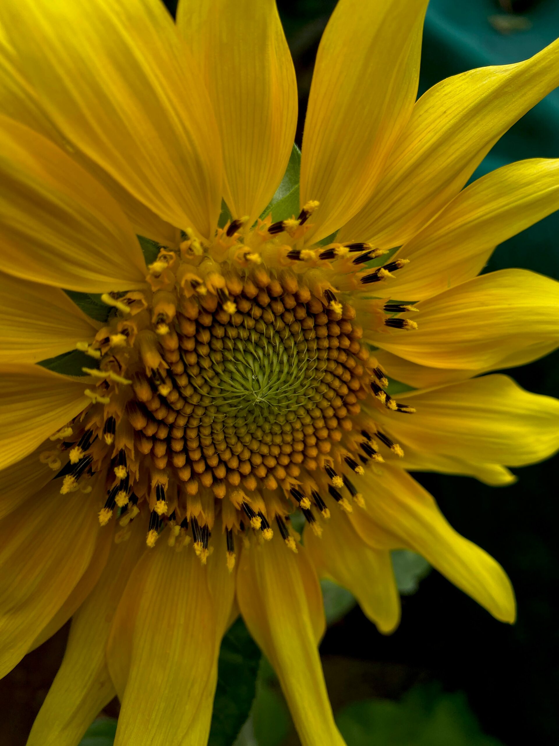 Szczegółowe zbliżenie kwitnącego słonecznika z żywymi żółtymi płatkami w ogrodzie.