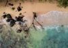 Oszałamiający widok z lotu ptaka na piaszczystą plażę z drewnem wyrzuconym na brzeg i turkusowymi wodami na Mauritiusie.