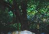 Zbliżenie na gigantycznego żółwia na Mauritiusie, ukazujące jego misterną skorupę i naturalne środowisko.