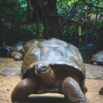 Mont Choisy – złote piaski północnego Mauritiusa Zbliżenie na gigantycznego żółwia na Mauritiusie, ukazujące jego misterną skorupę i naturalne środowisko.