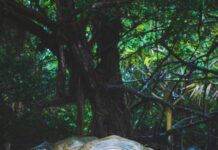 Mont Choisy – złote piaski północnego Mauritiusa Zbliżenie na gigantycznego żółwia na Mauritiusie, ukazujące jego misterną skorupę i naturalne środowisko.