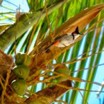 Najlepsze filmy i książki o Mauritiusie Tętniący życiem Bulbul z czerwonymi wąsami, siedzący wśród kokosów na palmie na Mauritiusie.