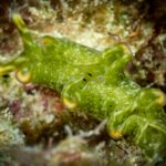 Kuchnia kreolska Mauritiusa – smaki wyspy Makro ujęcie tętniącego życiem zielonego ślimaka nagoskrzelnego na rafie, ukazujące morską różnorodność biologiczną.