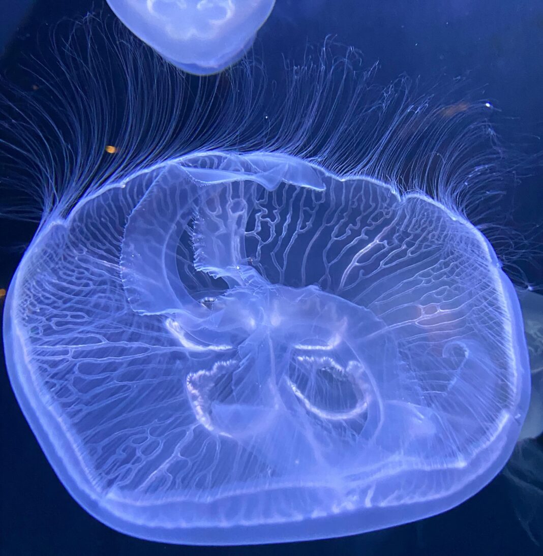 Hipnotyzujący widok meduzy ukazującej jej skomplikowaną strukturę i lśniące piękno.