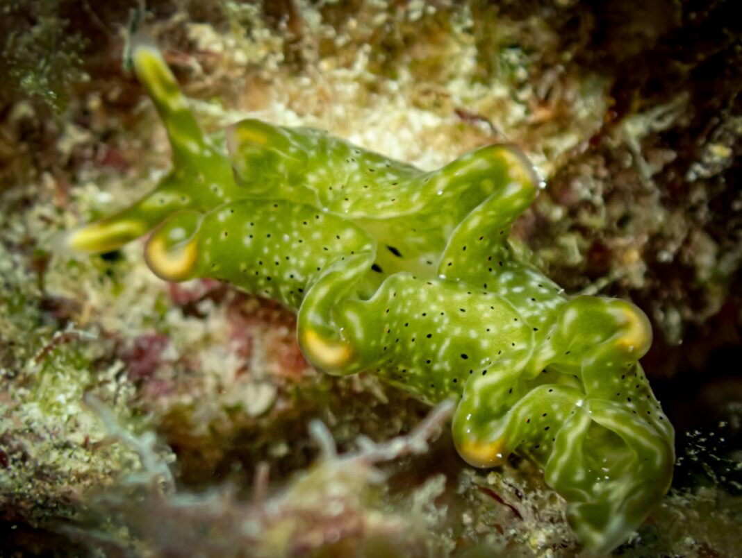 Makro ujęcie tętniącego życiem zielonego ślimaka nagoskrzelnego na rafie, ukazujące morską różnorodność biologiczną.