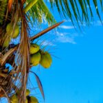 Zbliżenie drzewa kokosowego z żywymi zielonymi kokosami na tle czystego błękitnego nieba w tropikalnej scenerii.