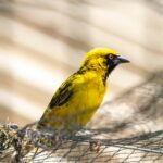 Jasnożółty wiejski tkacz siedzący w sieci na Mauritiusie, ukazujący swoje żywe upierzenie.