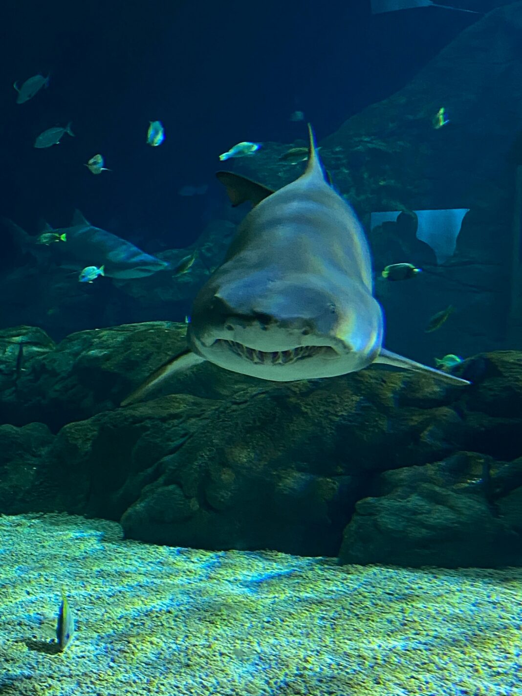 Zbliżenie na rekina pływającego w akwarium na Mauritiusie, ukazujące piękno morza.