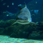 Chamarel – kolorowa ziemia i wodospady Mauritiusa Zbliżenie na rekina pływającego w akwarium na Mauritiusie, ukazujące piękno morza.