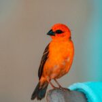 Transport publiczny na Mauritiusie – autobusy i taksówki Żywy pomarańczowy ptak Mauritius Fody z efektownym czarnym dziobem i upierzeniem.