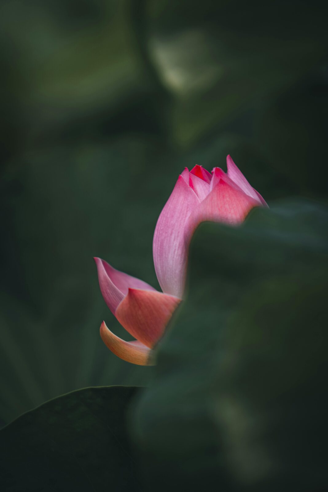 Spokojny różowy kwiat lotosu pośród bujnej zieleni, uchwycony przy użyciu selektywnej ostrości na Mauritiusie.