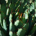 Teotihuacán: Spacer po alei umarłych i piramidach Słońca i Księżyca Szczegółowe zbliżenie zielonej agawy z ostrymi cierniami w Meksyku.