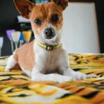 Oaxaca: Meksykańska stolica kultury i smaków Szczeniak chihuahua z kołnierzem pozuje na kolorowym kocu w przytulnym pomieszczeniu.