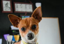 Oaxaca: Meksykańska stolica kultury i smaków Szczeniak chihuahua z kołnierzem pozuje na kolorowym kocu w przytulnym pomieszczeniu.