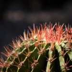 Szczegółowe zbliżenie kaktusa z żywymi kolcami w Meksyku.