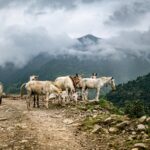 Dhulikhel: Spokój i widoki na Himalaje Stado koni pasących się na górskiej ścieżce w Nepalu, z mglistymi chmurami i bujną zielenią.