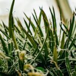 Szczegółowe zbliżenie tętniącej życiem rośliny agawy w ogrodzie w Katmandu w Nepalu.