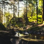 Spokojna scena leśna ze strumieniem w Bergen w Norwegii. 