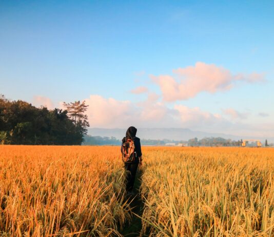 Osoba w hidżabie spacerująca po złotym polu ryżowym pod jasnoniebieskim niebem.