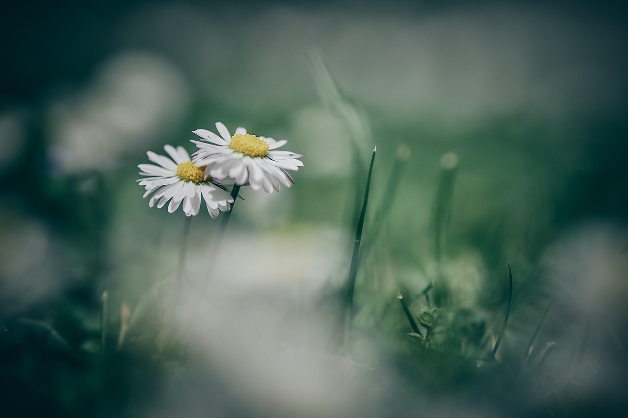 cp17-daisies-5071405_1280
