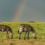 Dwie zebry na zielonej sawannie Tanzanii z tęczą na niebie