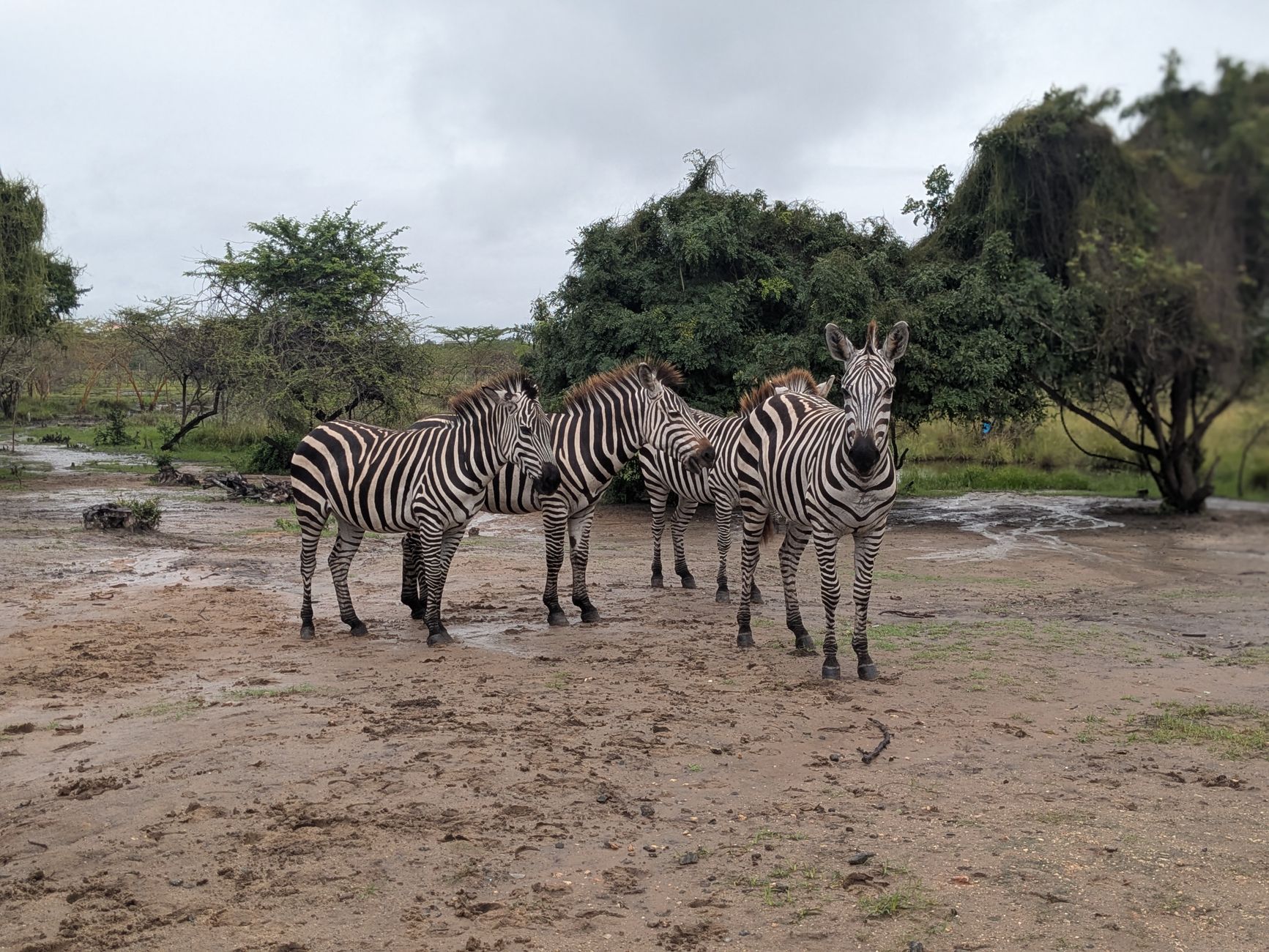 Stado zebr na zielonej sawannie w Tanzanii podczas pory deszczowej