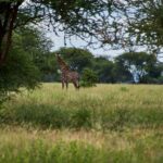 Żyrafa żerująca w zielonej sawannie Tanzanii