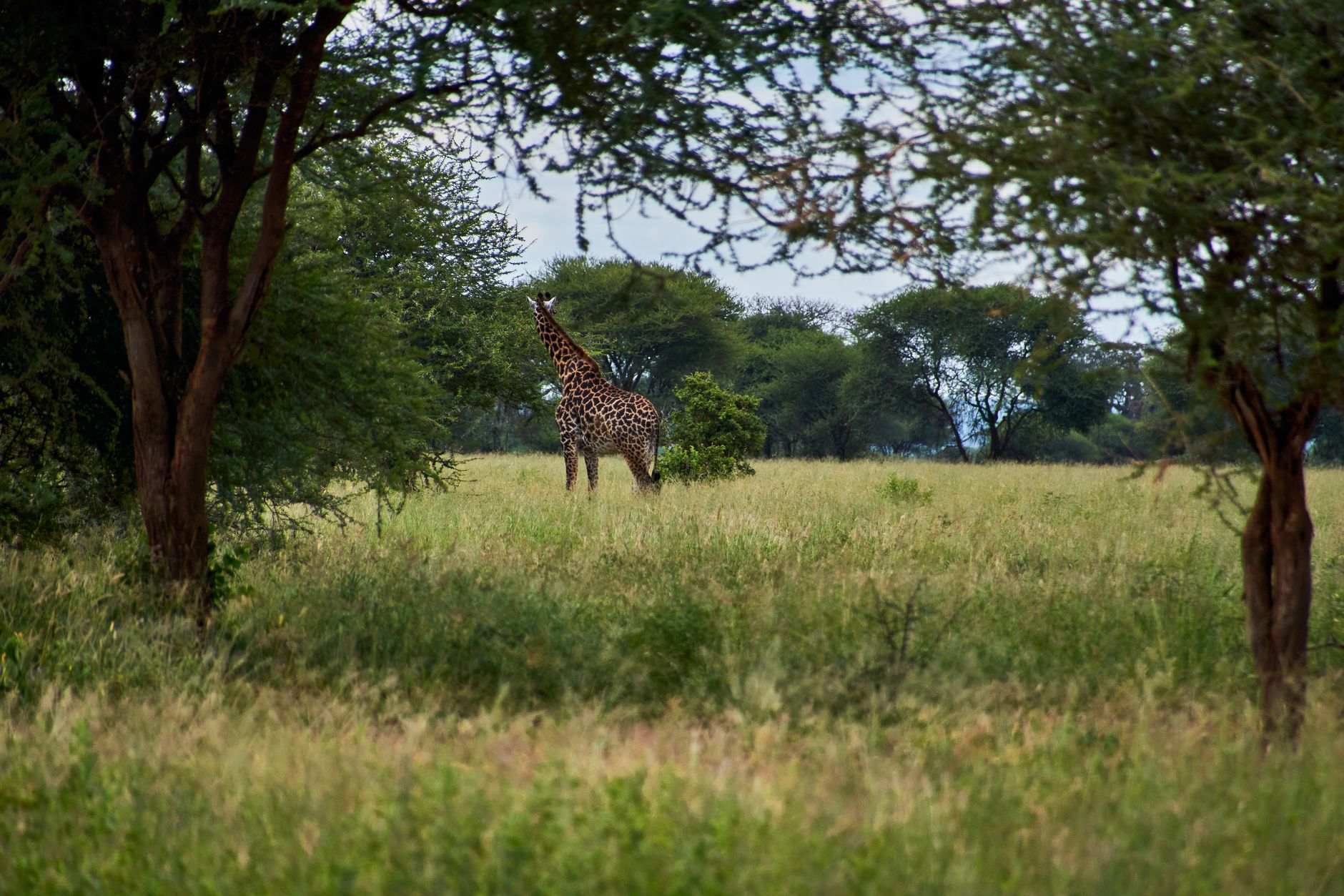 Żyrafa żerująca w zielonej sawannie Tanzanii