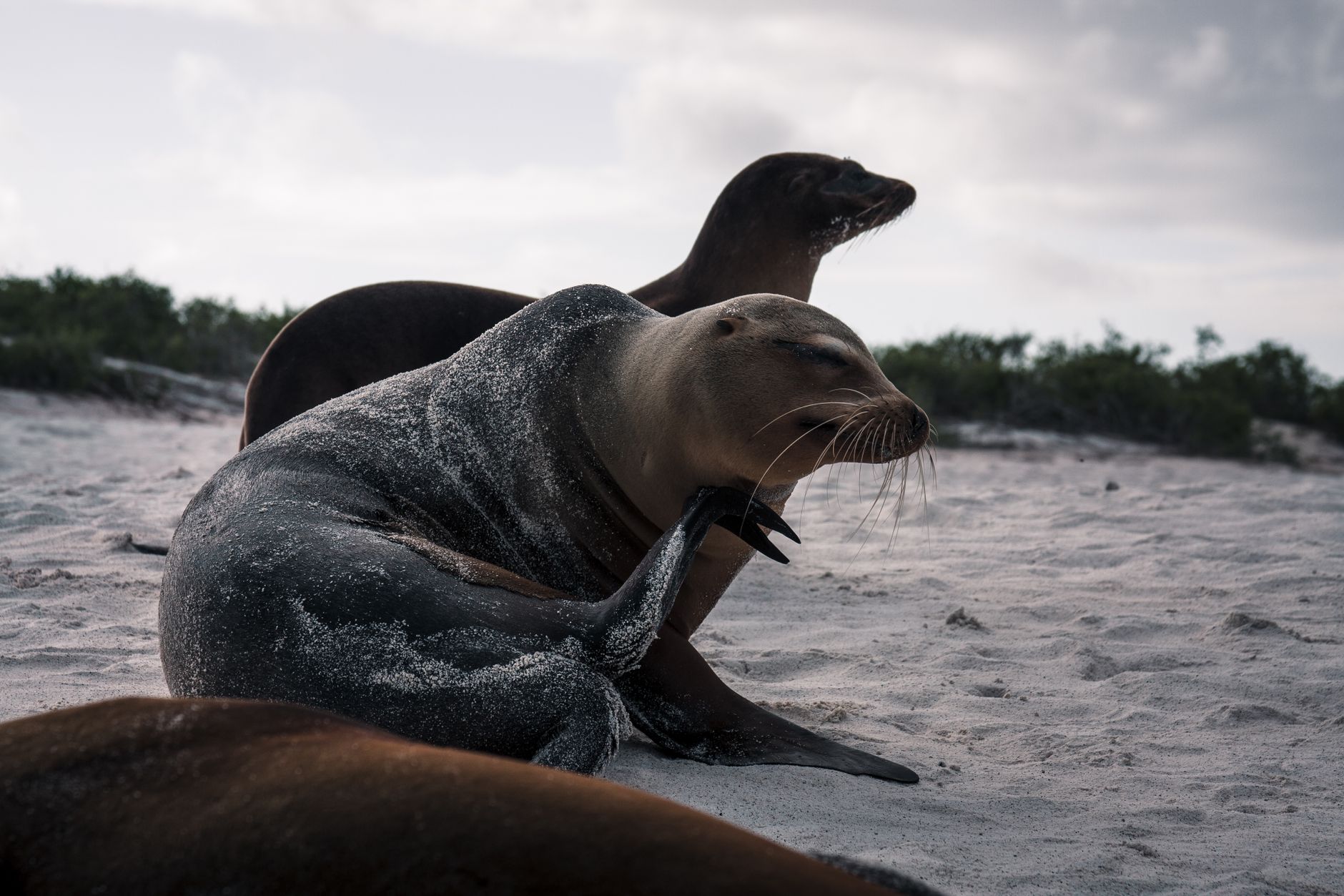 Lwy morskie odpoczywające na piaszczystej plaży Galapagos