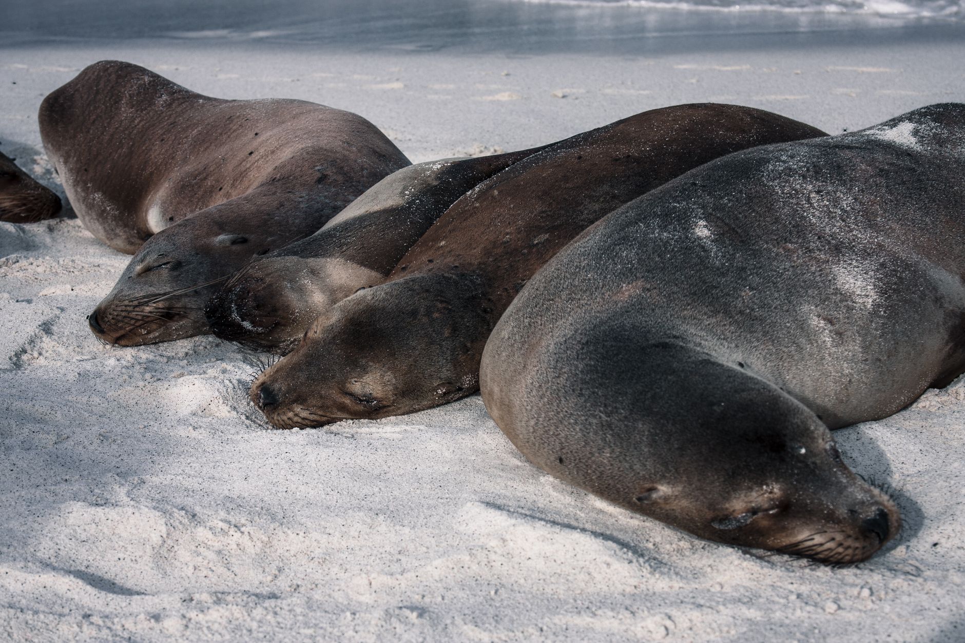 Lwy morskie odpoczywające na piaszczystej plaży Galapagos
