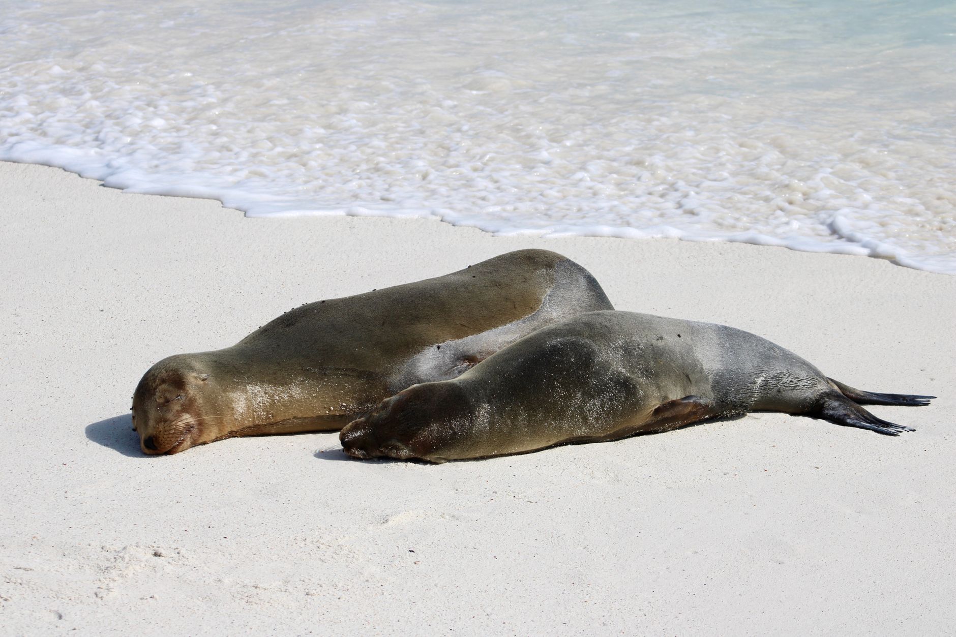 Lwy morskie wygrzewające się na piaszczystej plaży Galapagos